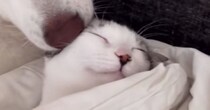 保護子猫に『心優しい大型犬』が寄り添って…まるで本当の親子のような光景が"尊すぎる"と157万再生「胸が苦しくなった」「愛が溢れてる」