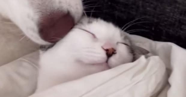 保護子猫に『心優しい大型犬』が寄り添って…まるで本当の親子のような光景が"尊すぎる"と157万再生「胸が苦しくなった」「愛が溢れてる」