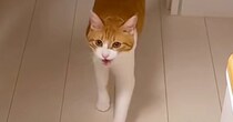 猫に『爪切るよー』と声をかけたら、次の瞬間…信じられない光景が125万再生「人生で初めて見たｗ」「え～すご」「なんて可愛いの～ｗ」