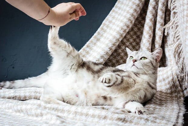 飼い主さんの手を蹴る猫