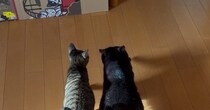 足並みをそろえて歩く『2匹の猫』→向かっていた先は……笑みがこぼれる『可愛い瞬間』に１万いいねの反響「仲がいいんだね」「たまらん」