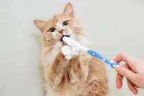 猫の『歯磨きをサボる』と起こりうるリスク3つ　習慣にすべき理由や嫌がるときの対処法