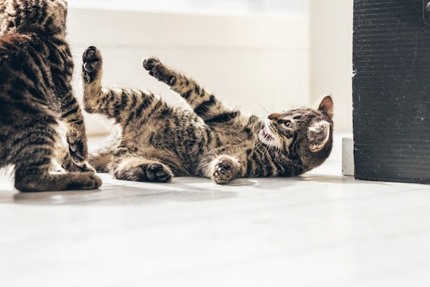 ケンカする猫