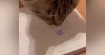猫は虫の絵を『絵だと認識できる？』検証してみた結果…驚きのリアクションが78万再生「うちの子にも試してみようｗ」「笑っちゃった」