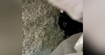 こたつの中で『くつろいでいた猫』→布団をめくって様子を見てみたら…飼い主爆笑の『予想外すぎる光景』に「可愛いにも程がある」「なんでｗ」