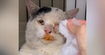 『ケガをしていた野良猫』を保護してお世話を続けると…現在→『まさかの光景』が142万再生「予想を超えてきたｗ」「涙が止まらないよ」