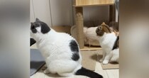 きれいに整列をして『順番待ち』をしていた猫たち→先にあったのは"まさか"の…「ええーーｗ」「ご飯かなと思ったらｗ」と爆笑の声