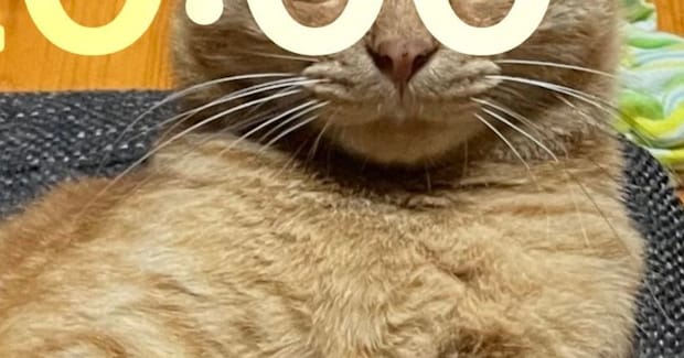 スマホの壁紙を愛猫に設定→『20:00』になると……思わず真似したくなる『可愛すぎる光景』に20万いいね「声出たw」「絶対やろう」