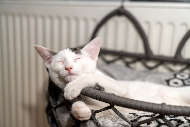 かごで眠っている猫