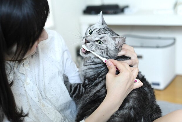 歯ブラシする猫