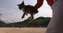 野球の大会中に現れた『捨てられたと思われる子猫』→試合中の様子に心温まり…『感動の結末』が438万再生「涙が出る」「恩返しがきっと来る」