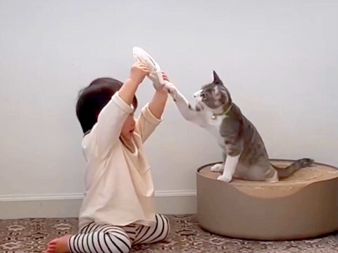 ０歳から一緒に過ごしてきた赤ちゃんと子猫→最高の相棒になり…『宝物のような光景』に「なんて尊い」「仲良しこよしが微笑ましい」と絶賛