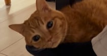 お父さんが出張から帰ってきた結果→『猫』が……尊すぎる光景に笑顔になる人続出「幸せそうｗ」「本当に大好きなんだ」と20万再生