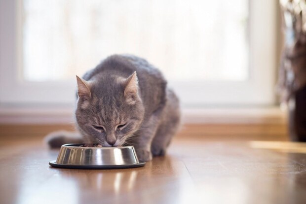 食器からフードを食べている猫