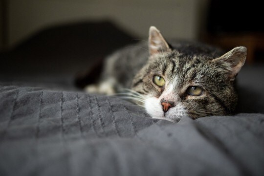 【獣医が解説】猫の加齢に気づけていますか？シニア期の見せる「変化」と対策してあげたい事