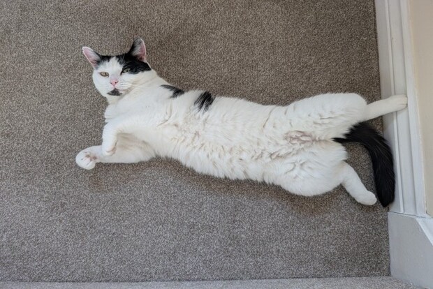 ヘソ天で見てくる猫