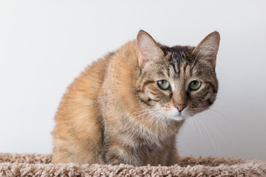 猫があなたに『ごめんなさい』と伝えているサイン5選　意外な仕草に気持ちが表れている？