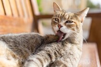 猫が『撫でられた場所をすぐに舐める』ときの理由5つ　嫌だったの？行動に隠された意味とは