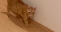 廊下にいた『2匹の茶トラ猫』→なぜか『しっぽの毛』が……思わず笑ってしまう『予想外の光景』に「ブワッｗ」「かわいい～ｗ」と反響