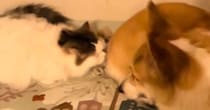 猫が『コーギーのおしりのニオイ』を嗅いだ結果…100点満点の『リアクション』に爆笑の声「明らかなクサッｗ」「めっちゃおもろい」