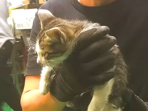 鉄工所にひとりぼっちで迷い込んだ子猫→4日間かけて保護した結果……『素敵な展開』が12万再生「もう、嬉し泣き」「幸せに暮らしてね」