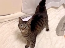 ママと目が合った猫→次の瞬間、足元にやって来て…悶絶級に尊い『愛にあふれた行動』に「ほんとに喜んでるんだよね」「幸せだね」と7万再生