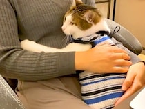 テレワーク中のママ→猫が抱っこをおねだりして…もはや仕事どころではない『愛くるしい行動』が65万再生「涙出てくる」「愛情表現が豊か」