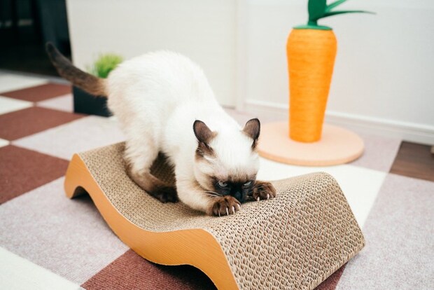 爪とぎをする子猫