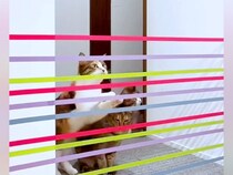 ７匹の猫の『ジャンプ力』を検証→テープを張ってみた結果…"想像以上の展開"に爆笑の声「楽しすぎるｗ」「個性が出てるねｗ」と48万再生