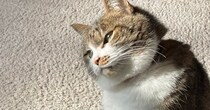 首をかしげる猫→じっと見つめていたのは…微笑ましい光景に癒される人続出「不思議そうｗ」「めちゃくちゃ可愛いーっ」と２万いいね