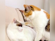 『妹にかまってほしいネコ』→ちょっかいをかけ続けた結果…『可愛すぎる展開』に２万いいねの反響「愛しすぎるｗ」「なんか口説いてるみたい」