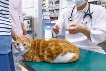 猫の『ダイエット』で起こりうるリスク4つ　間違った方法が寿命を縮める可能性も