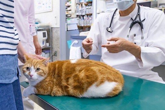 猫の『ダイエット』で起こりうるリスク4つ　間違った方法が寿命を縮める可能性も