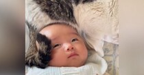 赤ちゃんのことを見たら、『頭の上』で元野良猫が…あまりにも尊い『優しい行動』が260万再生「涙が出てくる」「語彙力を失った」と大反響