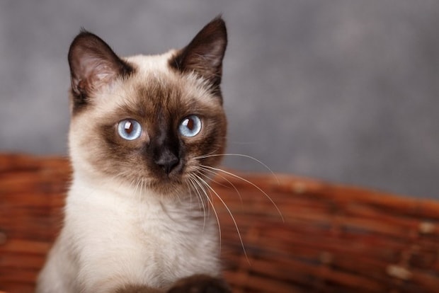 カゴに入るシャム猫