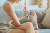 猫を『しつける』にはどうすればいいの？上手なトレーニングのコツや心得をご紹介