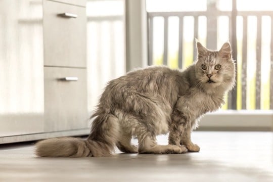 愛猫の『終末期』が訪れたらすべきこと5つ　残されたわずかな時間の使い方