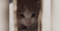 性別がわからないほど『ガリガリにやせ細っていた子猫』…優しい人と出会い『保護された様子』に感動の声「素敵な出会い」「本当にありがとう」