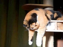 洗濯物を干しているのかと思ったら、ネコが…想像以上に『乾かされている様子』が41万表示「スポットライトが…」「まだ湿ってるやつで草」