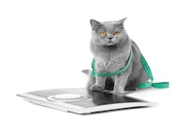 猫の『糖尿病』を引き起こす原因3つ　主な症状や改善すべき習慣も解説