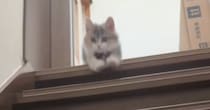 ふわふわの短足子猫→階段の下にいる飼い主さんに向かって…思わずニヤける『可愛い光景』に「お顔がたまらん」「頑張ったなぁ」の声