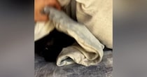 朝になっても『起きてこない黒猫』→心配になり布団をめくってみたら…予想外の瞬間が25万再生「赤ちゃんみたいｗ」「何ともかわいい」
