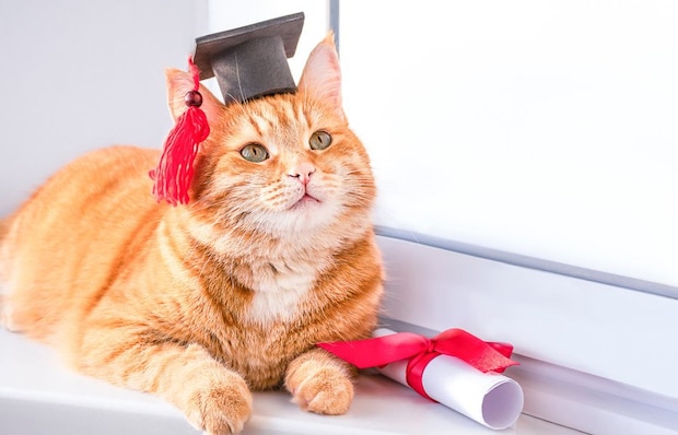 卒業セレモニーの猫