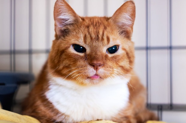 ケージで過ごす茶白猫
