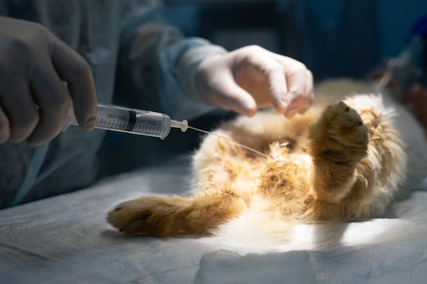 治療を受ける茶トラ猫