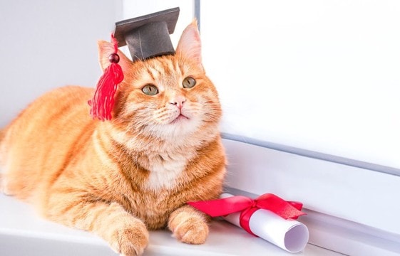 狂犬病対応のため「６ヵ月の長い隔離生活」を耐えた保護猫→盛大な「検疫卒業式」が開かれ、みんなから暖かい祝福を受ける　米国