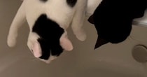 お湯の出る音が気になる『2匹の猫』→浴槽のフタの上で…思わず笑顔になる光景に4万7000いいね「押すなよ押すなよｗ」「ハラハラしたｗ」