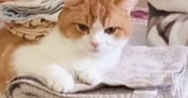 洗濯物の上で『くつろぐ猫』に、さらに洗濯物を重ねてみたら…まさかの光景が24万再生「可愛すぎるｗ」「お手伝いしているみたいｗ」と反響
