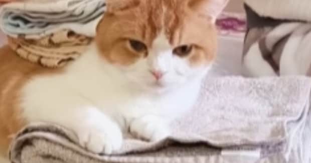 洗濯物の上で『くつろぐ猫』に、さらに洗濯物を重ねてみたら…まさかの光景が24万再生「可愛すぎるｗ」「お手伝いしているみたいｗ」と反響