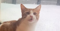 大雪の中、『外に出たい』と猛アピールする猫→ウッドデッキで遊ばせると…可愛すぎる瞬間が128万再生「埋まったぁｗ」「好きなんだねえ」